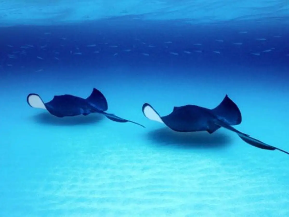 Bahaya, Sengatan Ikan Pari Ternyata Bisa Mematikan - Lifestyle Fimela.com