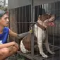 Anjing Pitbull ini dititipkan di rumah penitipan anjing mitra Polres Malang Kota, Jawa Timur (Zainul Arifin/Liputan6.com)