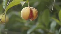 Buah pala (Image by Nandhu Kumar from Pixabay)