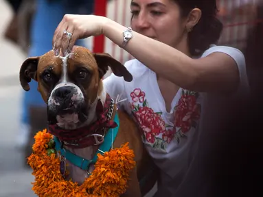 Seorang wanita menaruh bubuk berwarna pada anjingnya selama acara "Kukur Tihar" di Mexico City, Minggu (11/11). Kukur Tihar adalah festival Hindu yang dirayakan khusus untuk menghormati anjing. (AP Photo/Claudio Cruz)