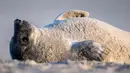 Anjing laut abu-abu bersantai di pantai Pulau Helgoland, Jerman, 4 Januari 2020. Memasuki bulan November hingga Januari, ratusan anjing laut abu-abu menggunakan Pulau Helgoland untuk melahirkan anak-anak mereka. (John MACDOUGALL/AFP)