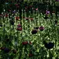 Penampakan ladang opium di Hopong, Shan, Myanmar, Minggu (3/2). Menurut UNODC, pada tahun 2018 sekitar 37.300 hektare lahan di Myanmar ditanami opium. (Ye Aung THU/AFP)