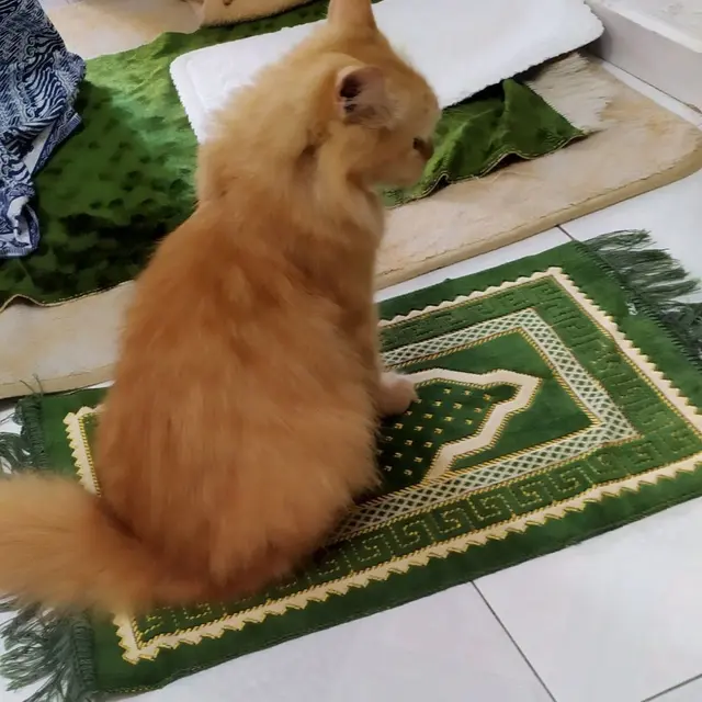 9 Potret Gemas Kucing Temani Orang Beribadah Ini Anteng Banget