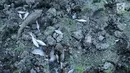 Sejumlah ikan mati kala kekeringan melanda Danau Limboto, Gorontalo, Sabtu (22/9). Keringnya Danau Limboto dikeluhkan para nelayan karena hasil tangkapan ikan mengurang drastis. (Liputan6.com/Arfandi Ibrahim)