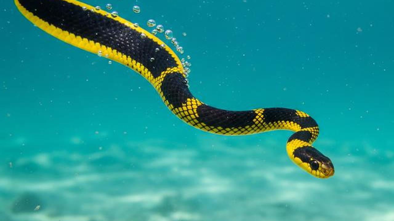 Ular Laut Perut Kuning
