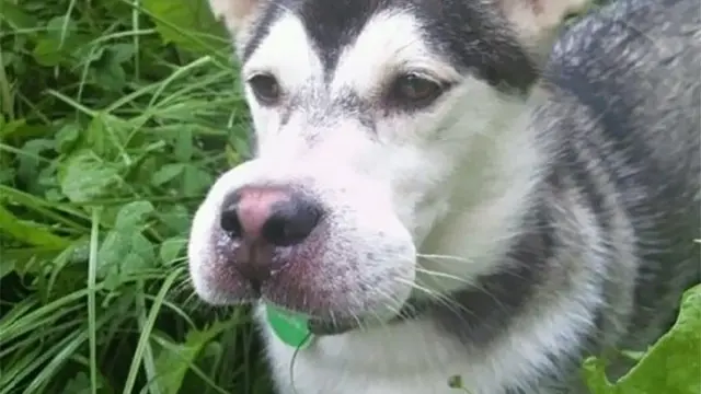 anjing disengat lebah