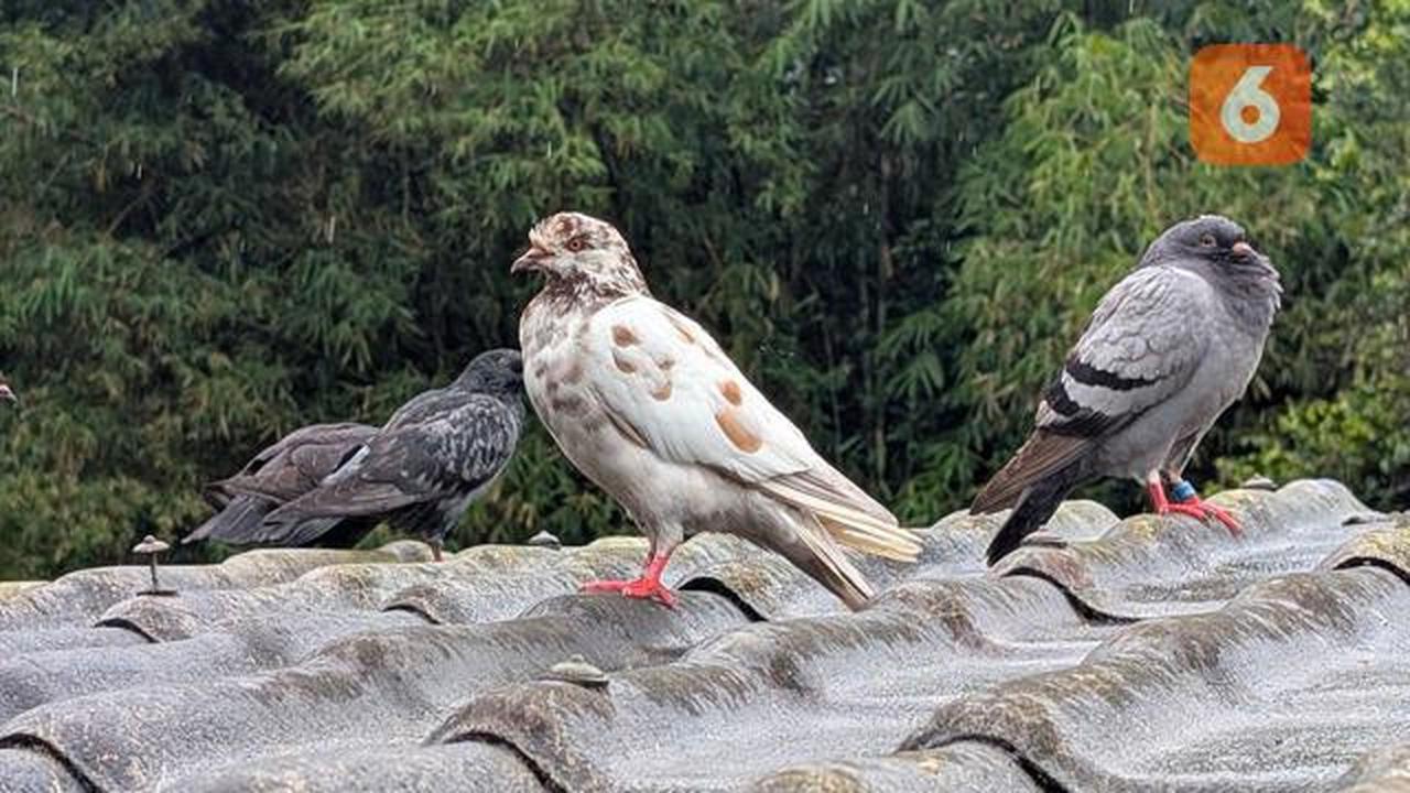 Hobi Pelihara Burung Bisa Berdampak Serius, Waspadai Penyakit Paru-Paru Ini