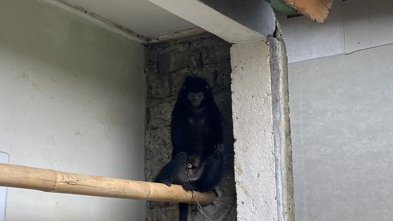 Seekor lutung yang masuk ke pemukiman