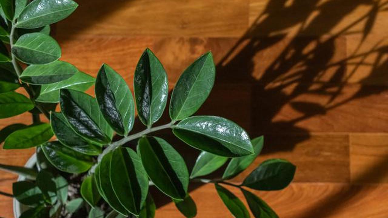 ZZ Plant (dok. Unsplash/georgia_vis).
