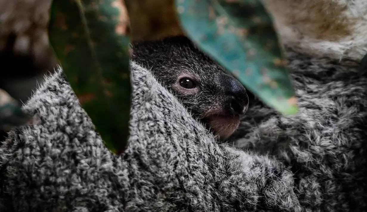 Bayi koala berusia tujuh bulan saat difoto di Kebun Binatang Lisbon, Lisbon, Portugal, 13 Februari 2020. Koala adalah sejenis hewan berkantung berasal dari Australia, memiliki waktu tidur sekitar 18 hingga 20 jam sehari. (PATRICIA DE MELO MOREIRA / AFP)