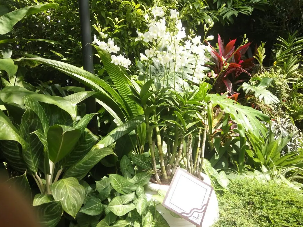 Dendrobium memoria Princess Diana di Kebun Raya Singapura (Liputan6/Elin Yunita Kristanti)