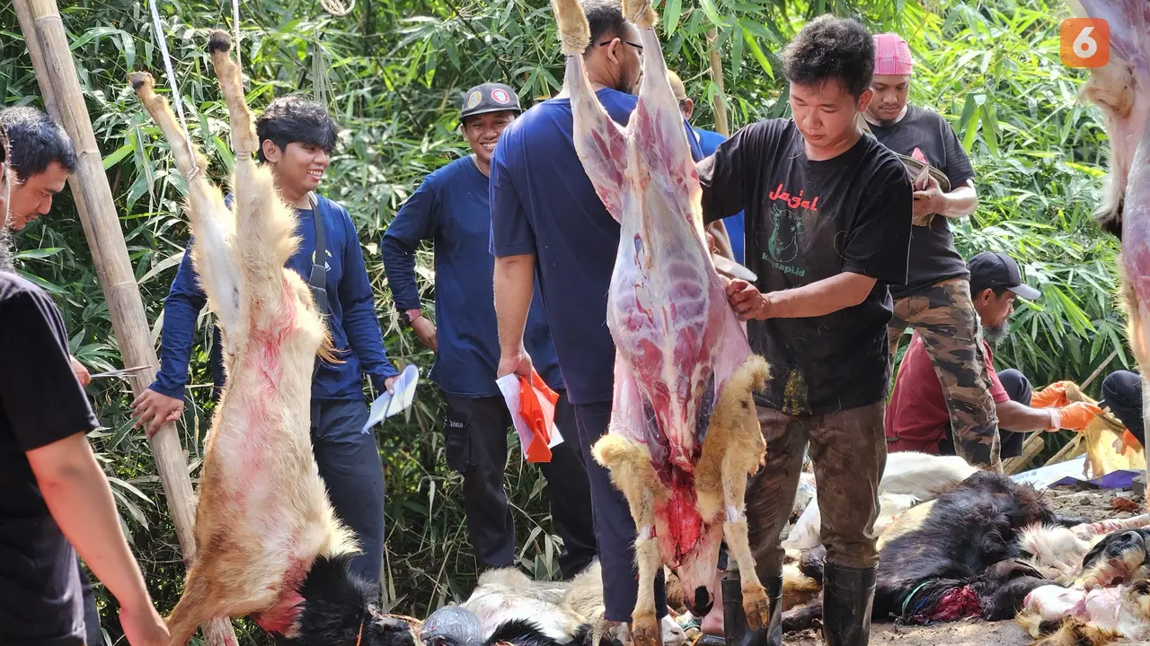 Ilustrasi Hewan Kurban, Idul Adha, Daging Kurban, Kambing (Foto: Aditya Eka Prawira/Liputan6.com)