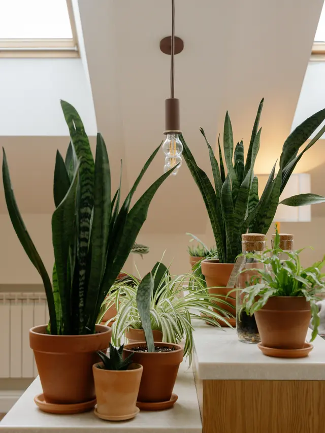 Sansevieria (Lidah Mertua)