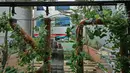 Tumbuhan yang ditaman dengan budidaya hidroponik di Balkot Farm kawasan Balai Kota DKI Jakarta, Senin (15/7/2019). Balkot Farm merupakan implementasi dari konsep pertanian perkotaan atau urban farming dari berbagai jenis tanaman tumbuh kangkung, pakcoy, sawi, bayam. (Liputan6.com/Herman Zakharia)