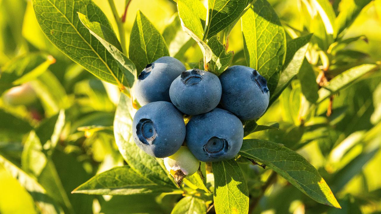 Blueberry Recall Listeria: 60,000 Pounds of Frozen Fruit Pulled from Store