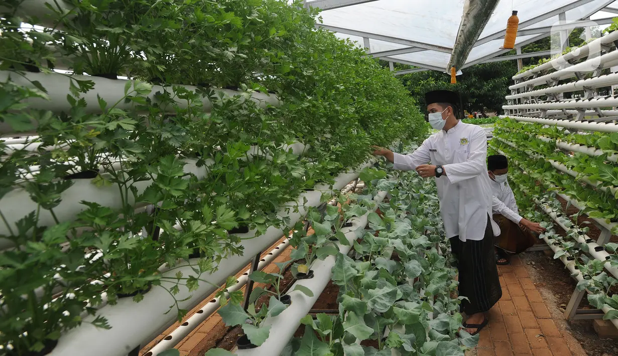 Santri memanen bayam usai memperingati Hari Santri Nasional di Kebun Gizi Hidroponik, Pesantren Hidayatullah Depok, Jawa Barat, Kamis (22/10/2020). Beragam sayur dikelola secara mandiri oleh para santri dengan nilai panen mencapai 1,2 ton atau sekitar Rp 20 juta per bulan. (merdeka.com/Arie Basuki)