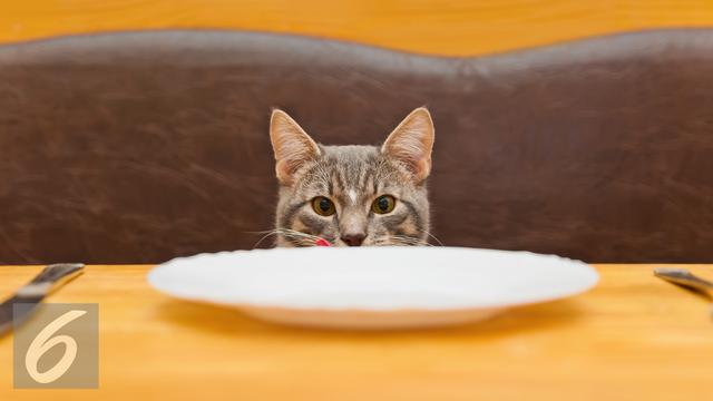 20160330-Ilustrasi-Kucing-iStockphoto