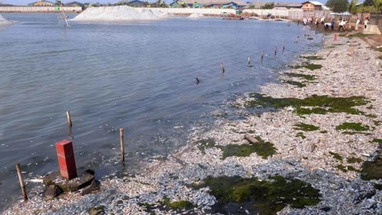 Kementerian KKP ikut selidiki penyebab jutaan ikan mati di Ancol