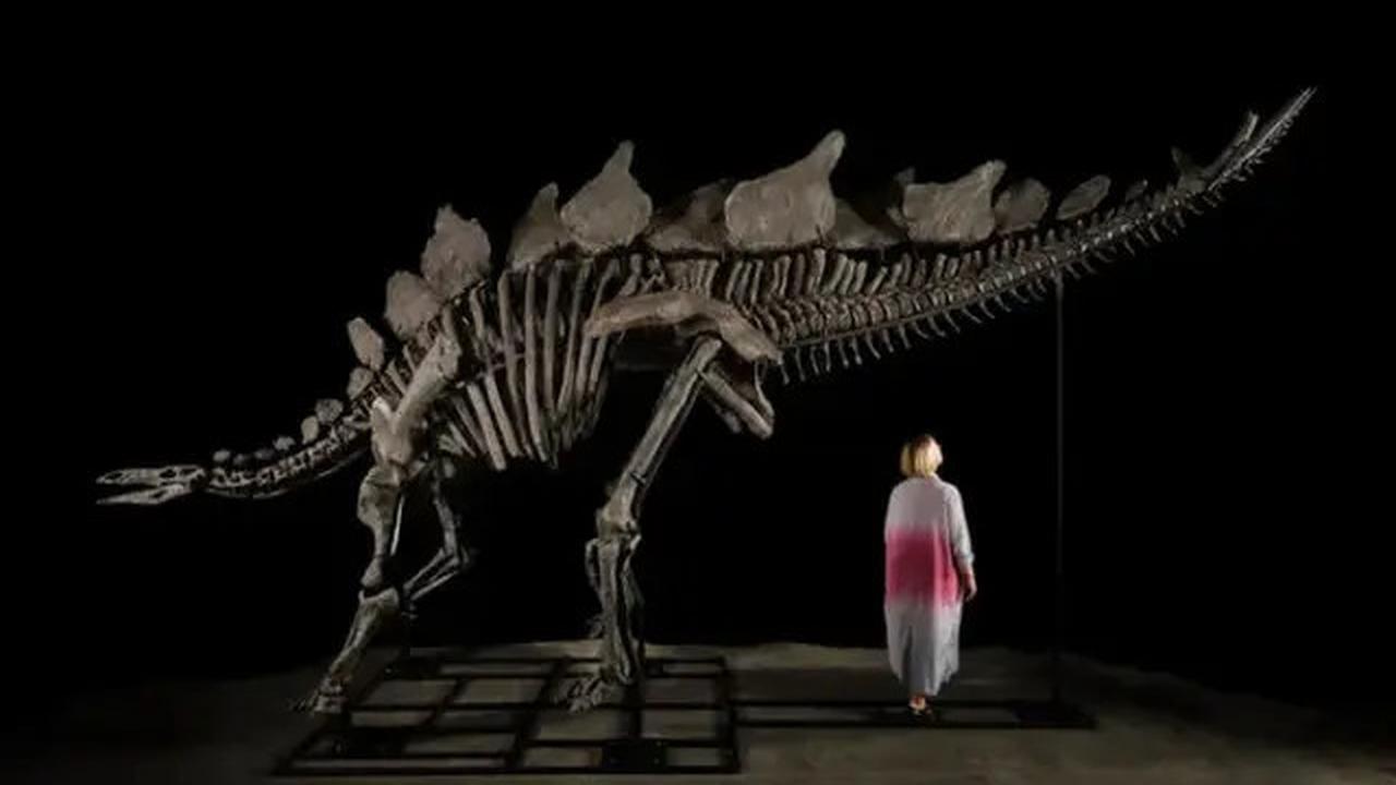 Kerangka Dinosaurus Apatosaurus Laku Terjual Rp100 Miliar, Bakal Dipajang di Museum Prancis