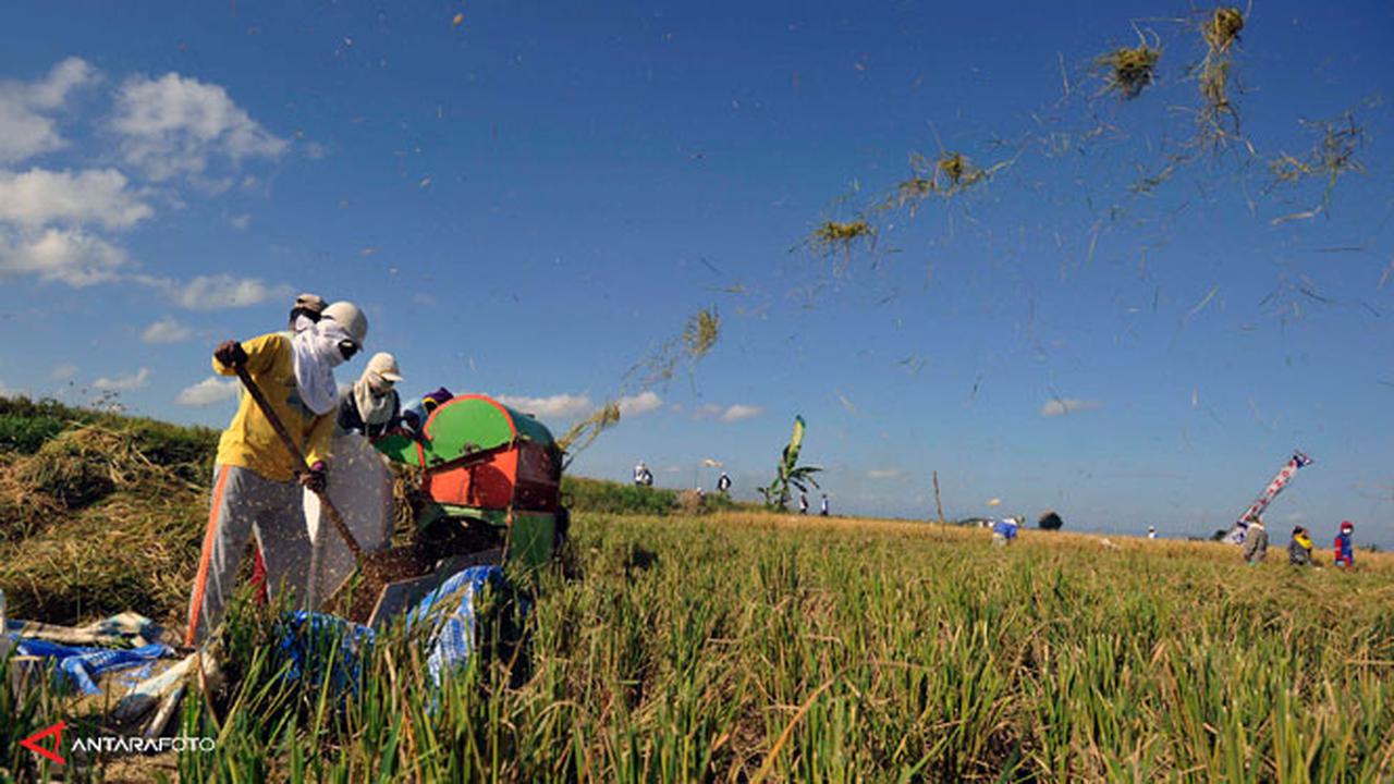 swasembada-pertanian-130905b.jpg