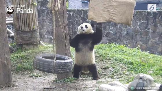 Ekspresi Panda Saat Berolahraga Ini Bikin Gemas