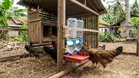 Cara Membuat Minum Ayam Otomatis dari Botol Bekas, Praktis dan Hemat