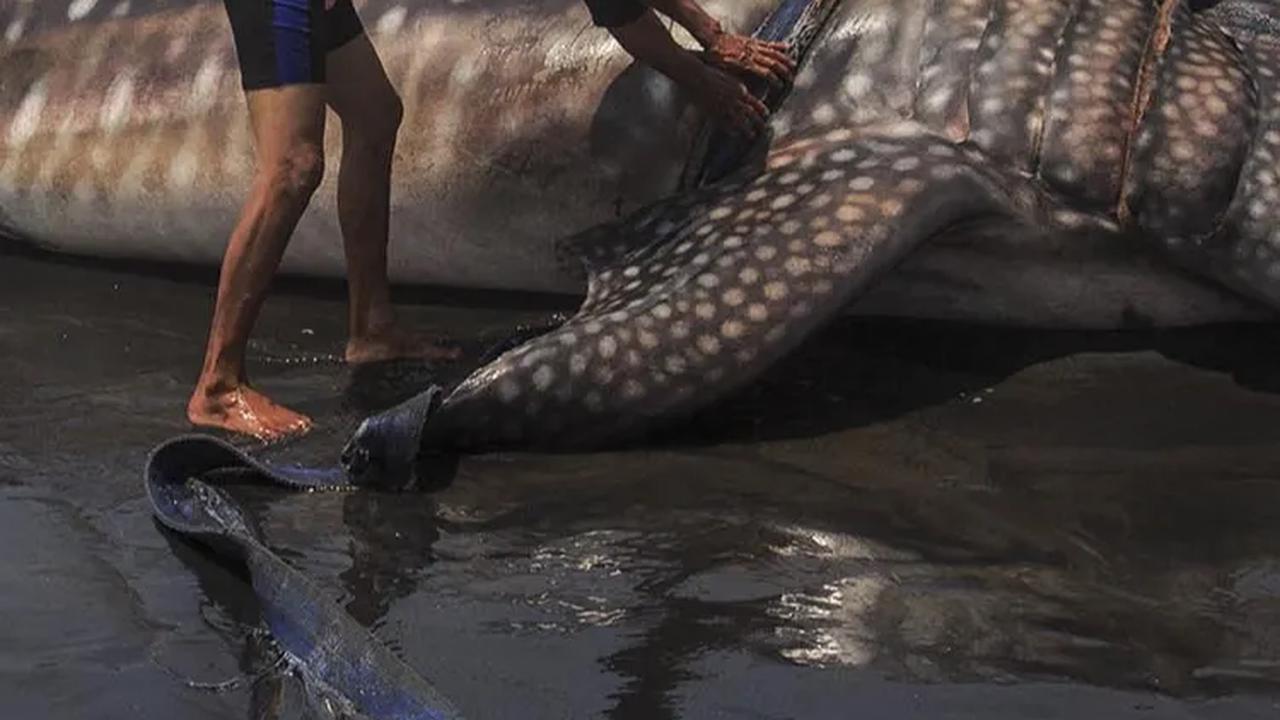 Sebagaimana dikutip AFP, BKSDA melaporkan bahwa puluhan hiu paus ditemukan terdampat di pesisir selatan Laut Jawa pada musim kemarau tahun ini.