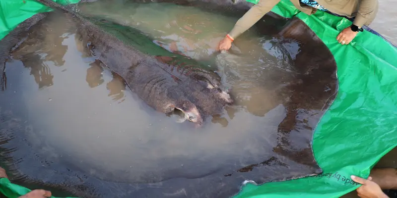 Kamboja menangkap Ikan Air Tawar Terberat dan Terbesar di Dunia