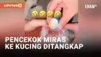 Tiga Wanita Muda yang Cekoki Kucing dengan Miras Ditangkap Polisi