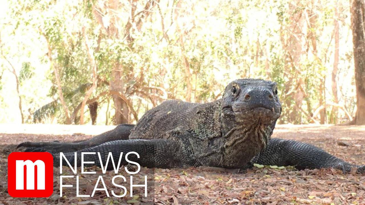 VIDEO: Berlibur ke Pulau Komodo, Obyek Wisata Premium Dengan Tiket Rp14 Juta/Tahun