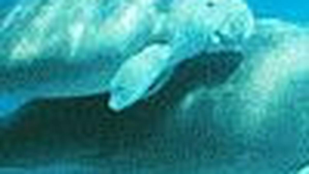 <b>10 Fakta Menarik Ikan Duyung</b>