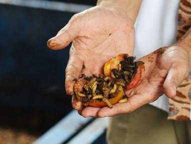 Petugas menunjukkan ulat maggot sedang memakan sampah organik di penakaran Unit Pengolahan Sampah (UPS) 2 Sukmajaya Depok, Jawa Barat, Selasa (5/3). Pemkot Depok memakai ulat maggot untuk mengurangi sampah organik. (Liputan6.com/Herman Zakharia)