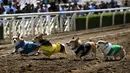 Anjing-anjing Corgi berlomba dalam kejuaraan "Corgi Nationals" California Selatan di Arena Balap Santa Anita di Arcadia pada 26 Mei 2019. Ratusan anjing corgi yang mengikuti kejuaraan ini memperebutkan gelar anjing tercepat. (Photo by Mark RALSTON / AFP)