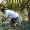 Penanaman 300 Pohon Mangrove di Kawasan Ekowisata Wonorejo
