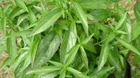 Beberapa penelitian justru mengungkap peluang dandang gendis sebagai herba yang potensial menormalkan kadar gula darah