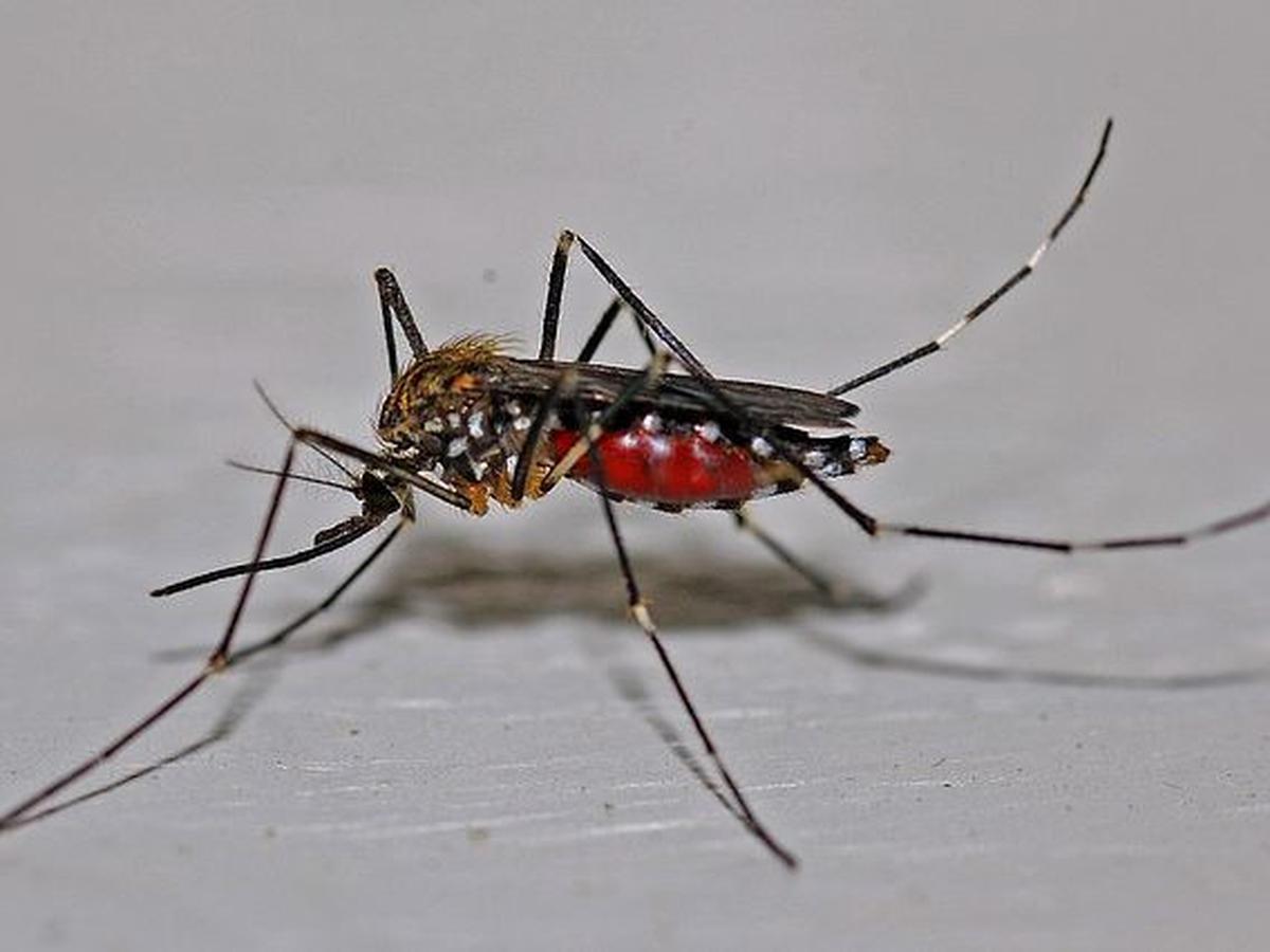 Gejala Virus Oropouche