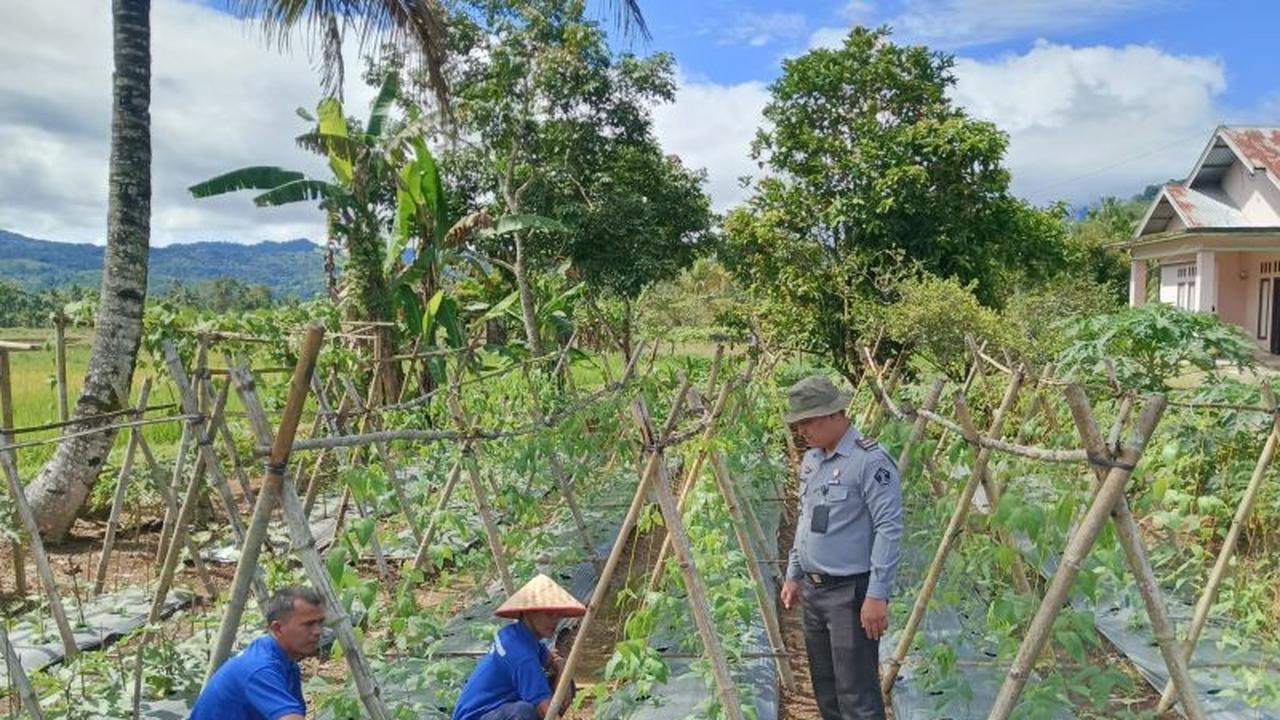 Fakta Unik: Lapas Talu Sulap Lahan Tidur Jadi Kebun Produktif, Warga Binaan Panen Raya Dukung Ketahanan Pangan!