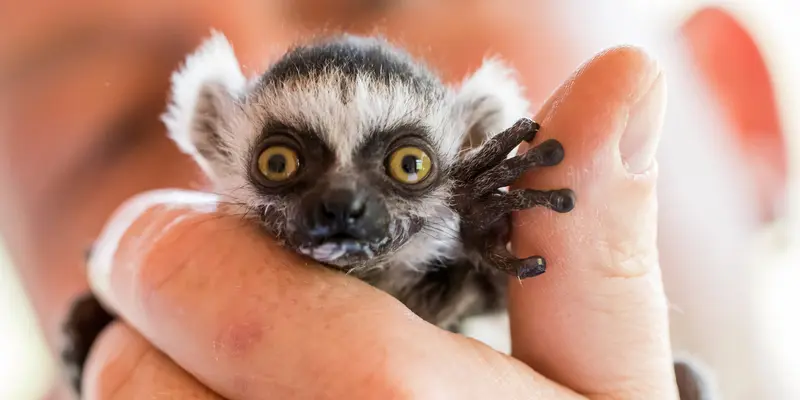 20170504- Bayi Lemur Ini Ditolak Ibunya-AFP