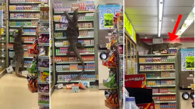 Warga Geger, Kadal Berukuran 2 Meter Masuk ke Supermarket