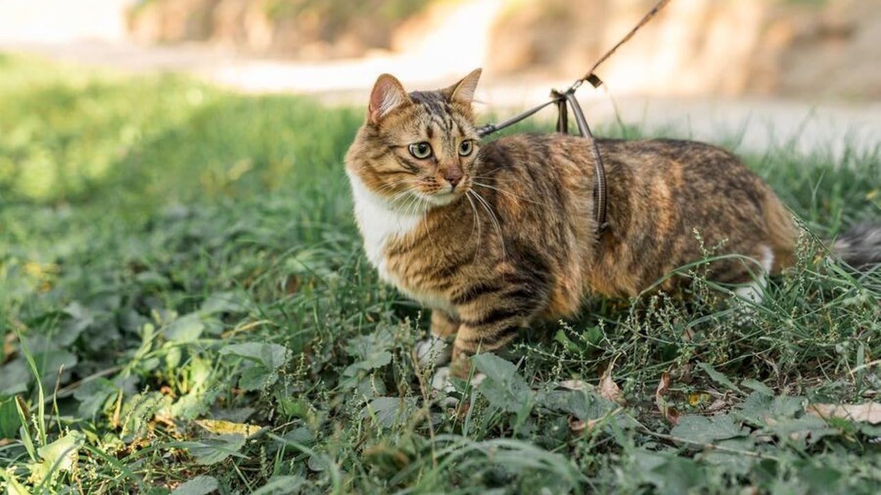 Insting Khusus Kucing: 'Homing Instinct'