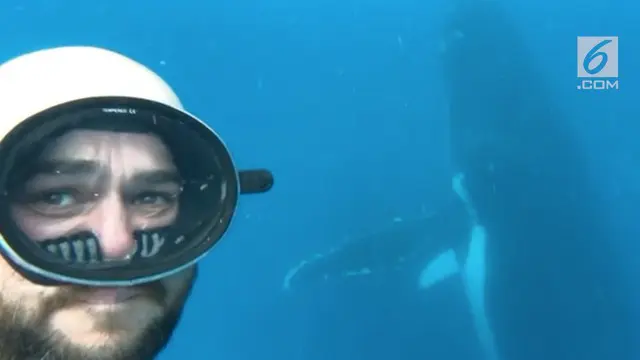 Seorang penyelam beruntung memiliki pengalaman selfie dan merekam video bersama paus.