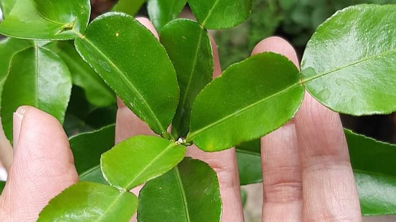 Bersihkan Daun Jeruk Purut