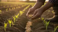Cara Menanam Jagung Agar Buahnya Besar dari Benih hingga Panen