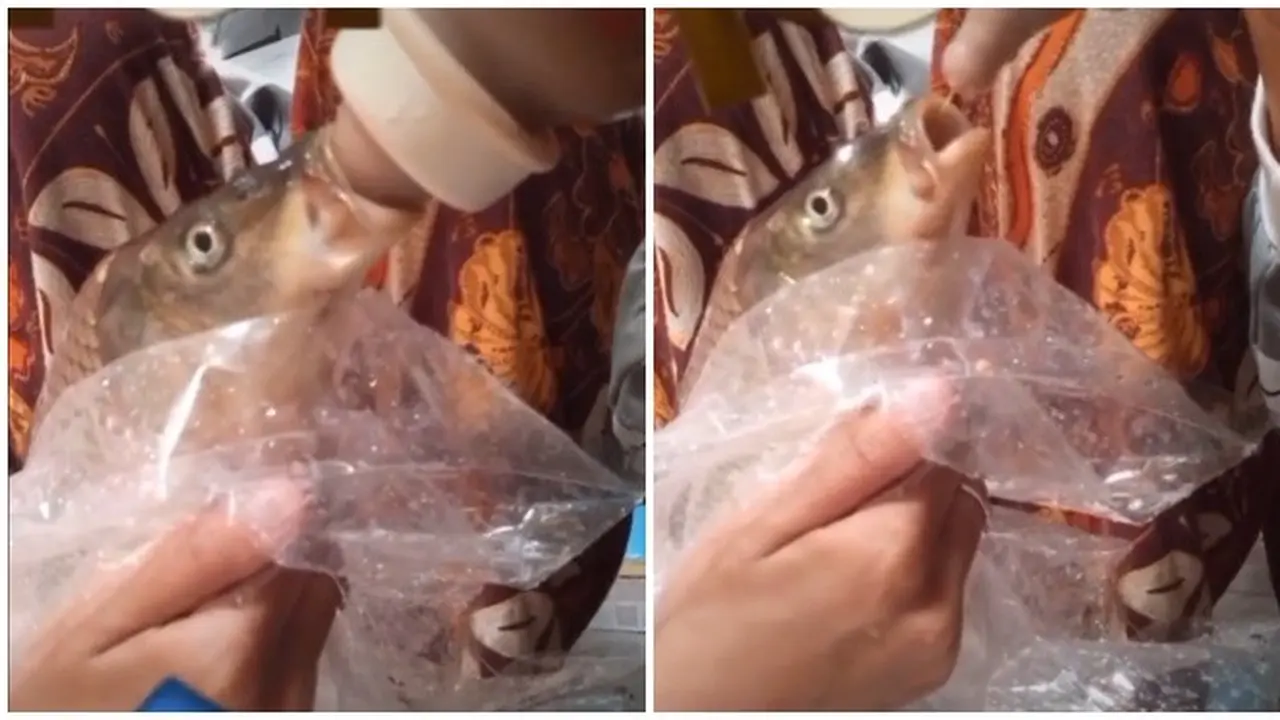 Viral Ikan Diberi Susu Bak Anak Sendiri, Bikin Warganet Ngakak