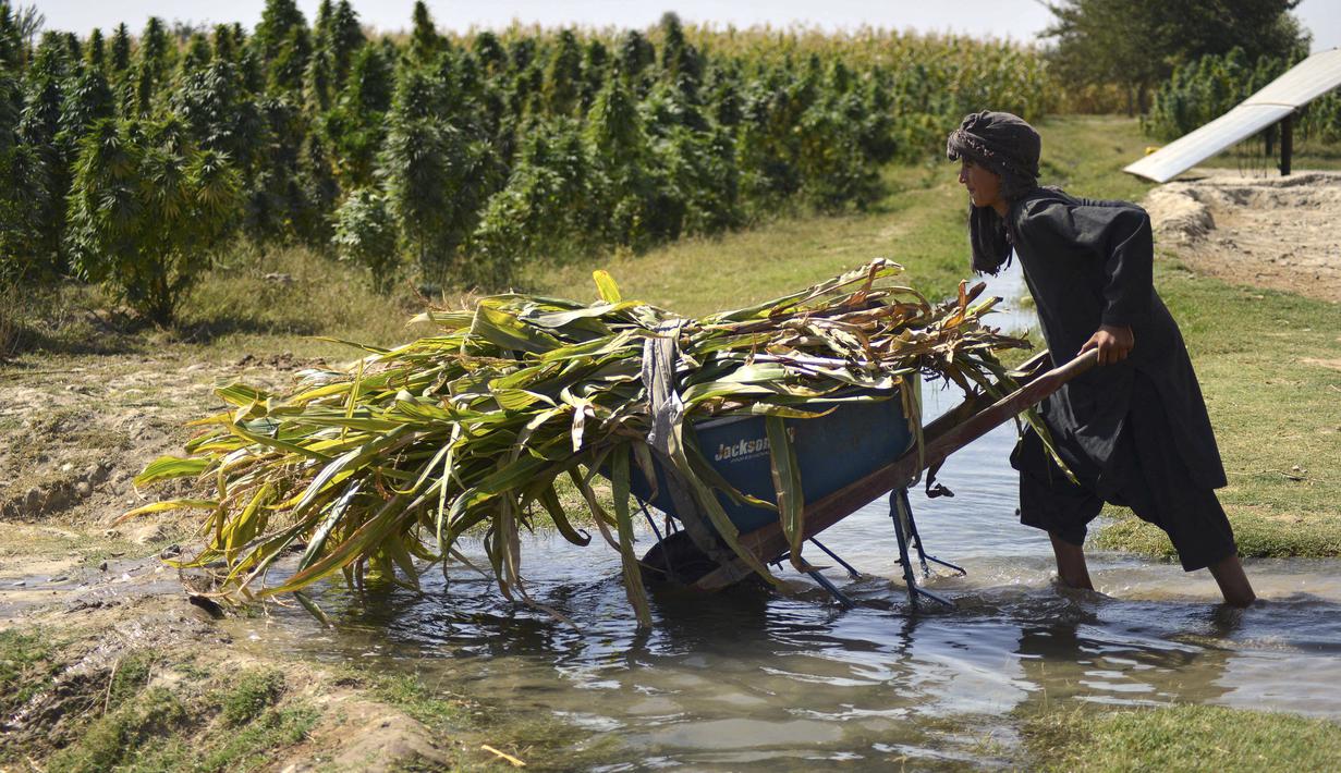 Seorang petani bekerja di perkebunan ganja di distrik Panjwai Kandahar (13/10/2021). Taliban mempertahankan kehadiran psikologis dan fisik yang signifikan di distrik tersebut, dan merebutnya kembali pada 10 Juli 2021, selama serangan Taliban 2021. (AFP/Javed Tanveer)