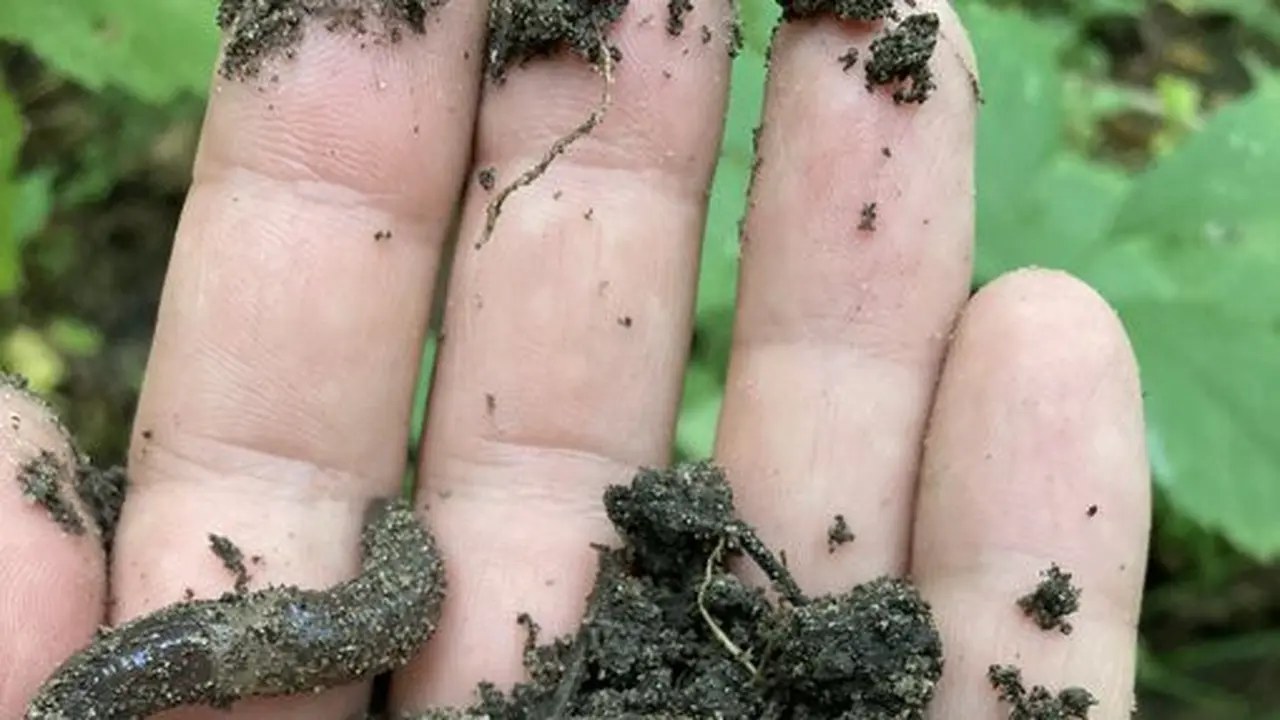 Jumping worm (Cacing Lompat) di California, AS. (Twitter/@Cornell_SAEL)