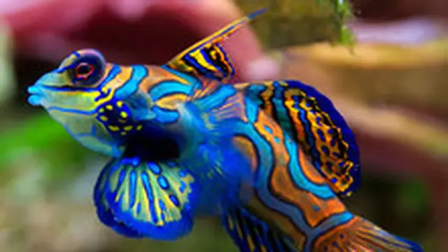 30 Makhluk Bumi yang Punya Warna Mirip Pelangi, Cantik dan Eksotis