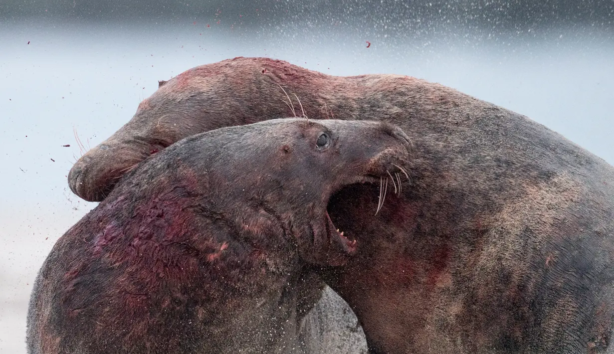 Dua anjing laut abu-abu jantan berusaha saling mengigit sat bertarung di utara Pulau Helgoland, Jerman, (14/12). Pertarungan anjing laut abu-abu jantan banyak dijumpai menjelang musim kawin tiba. (AFP Photo/John MacDougall)