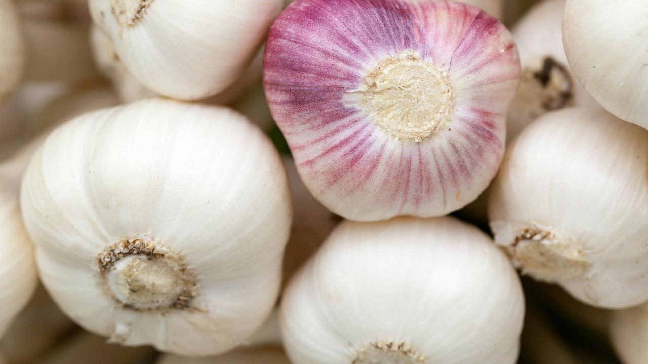 Resep Infus Bawang Putih untuk Kontrol Asam Urat, Ini Cara Mudah Membuatnya