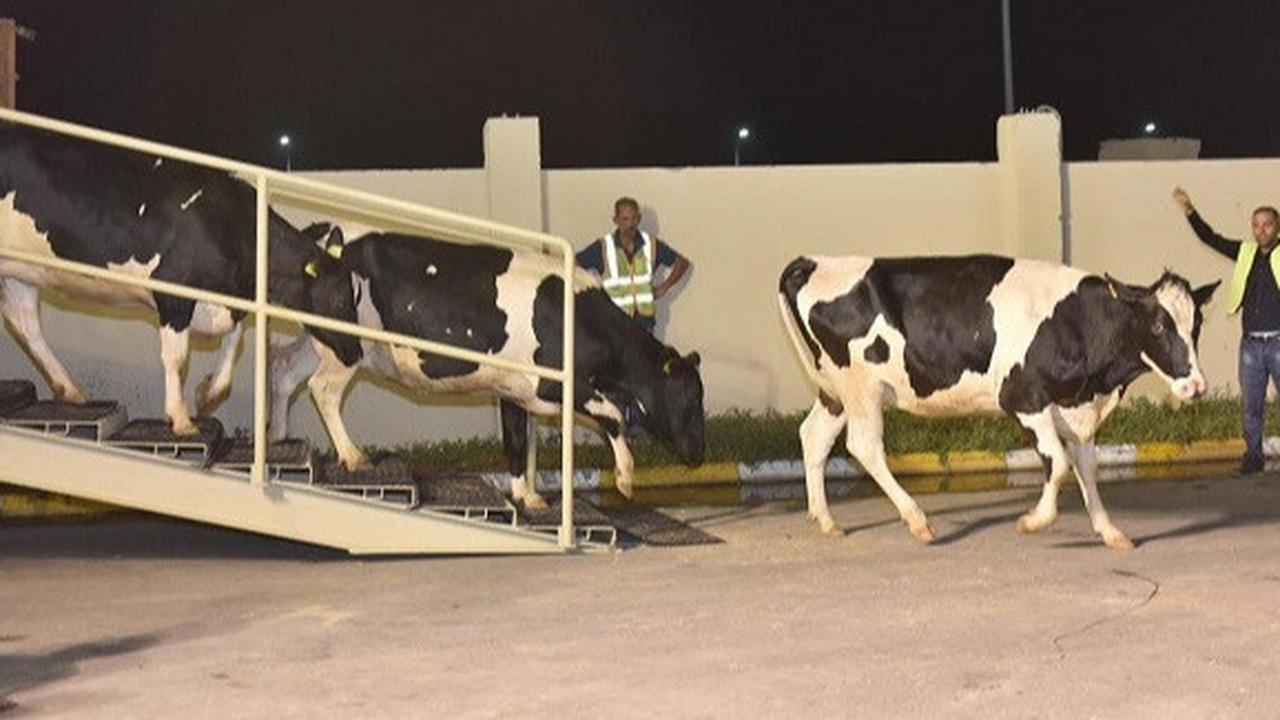Wacana Impor 2 Juta Sapi untuk Makan Bergizi Gratis, DPR: Jangan Sampai Peternak Lokal Buang Susu Lagi